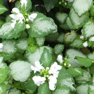 ラミューム マクラツム ホワイトナンシー Lamium Maculatum White Nancy 大森ガーデン