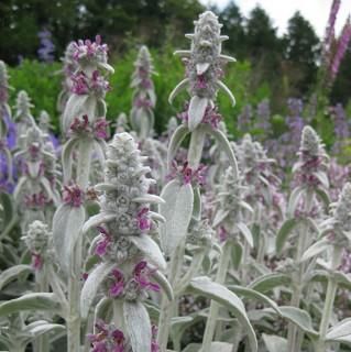 ラムズイヤー Stachys Byzantina 大森ガーデン ラムズイヤー Stachys Byzantina 大森ガーデン