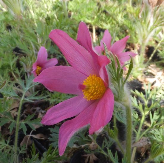 宿根草］パルサティラ ブルガリス 'ローズベル'｜大森ガーデン