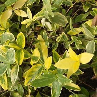 宿根草］ビンカ ミノール 'オーレオバリエガータ'（ビンカ ミノール