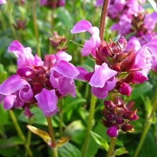 宿根草］プルネラ 'ローズパール'｜大森ガーデン