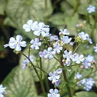 宿根草］ブルネラ マクロフィラ 'アレキサンダースグレート'｜大森ガーデン