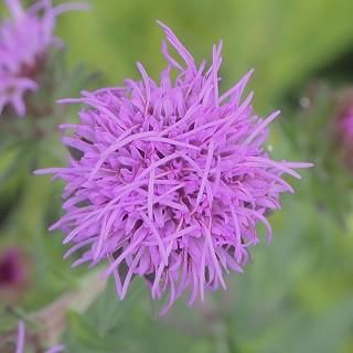 宿根草］リアトリス スカリオーサ（ピンク花）｜大森ガーデン