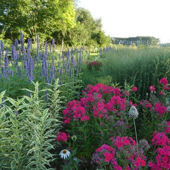 宿根草］フロックス パニキュラータ 'レッドライディングフードゥ