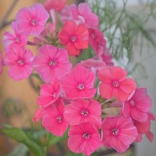 宿根草 】フロックス｜大森ガーデン