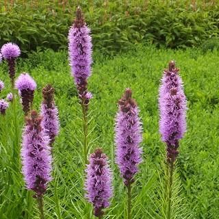 リアトリス スピカータ Liatris Spicata 大森ガーデン