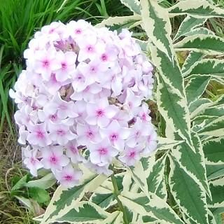フロックス パニキュラータ ノーラレイ Phlox Paniculata Nolah Leigh 大森ガーデン フロックス パニキュラータ ノーラレイ Phlox Paniculata Nolah Leigh 大森ガーデン