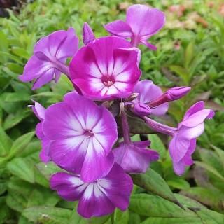 宿根草 】フロックス｜大森ガーデン