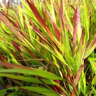 ハコネクロア マクラ ベニフウチソウ Hachonechloa Macra 大森ガーデン ハコネクロア マクラ ベニフウチソウ Hachonechloa Macra 大森ガーデン