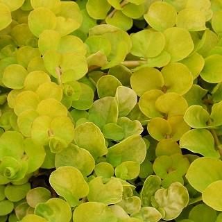リシマキア　ご予約専用 楽天市場】リシマキア 'リッシー' : おぎはら植物園