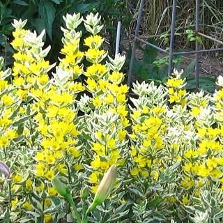 宿根草 】リシマキア - 大森ガーデン 通販サイト