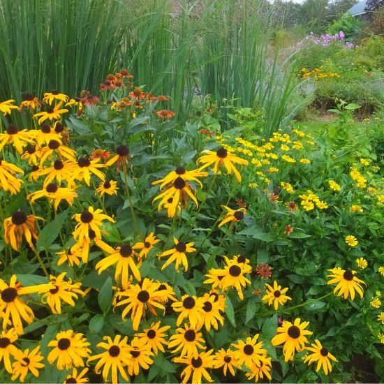 ルドベキア フルギダ ゴールドストラム Rudbeckia Fulgida Goldsturm 大森ガーデン ルドベキア フルギダ ゴールドストラム Rudbeckia Fulgida Goldsturm 大森ガーデン