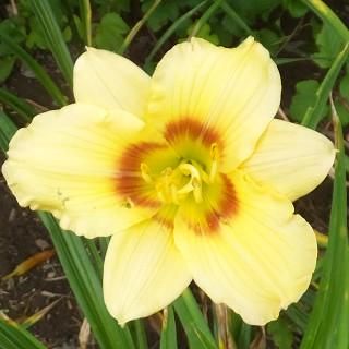 宿根草］ヘメロカリス 'リトルミュージックメーカー'｜大森ガーデン