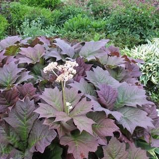 宿根草］ロジャージア 'ブロンズビューティー'（ヤグルマソウ）｜大森