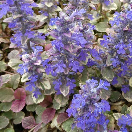 アジュガ レプタンス バーガンディグロウ Ajuga Reptans Burgundy Glow 大森ガーデン