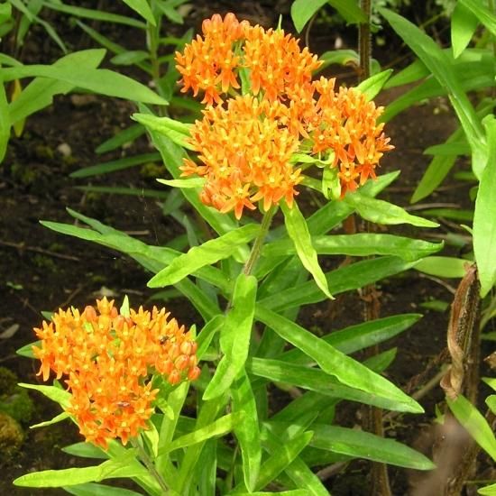 アスクレピアス トゥベローサ Asclepias Tuberosa 大森ガーデン