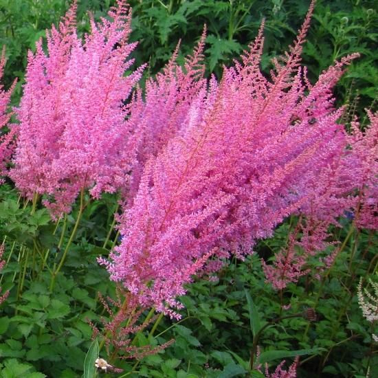 アスチルベ アレンジイ グランデ Astilbe Ardensii Hybr Grande 大森ガーデン