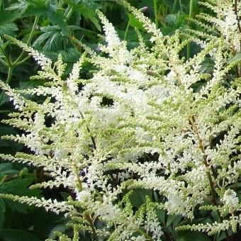 アスチルベ 白花 Astilbe 大森ガーデン