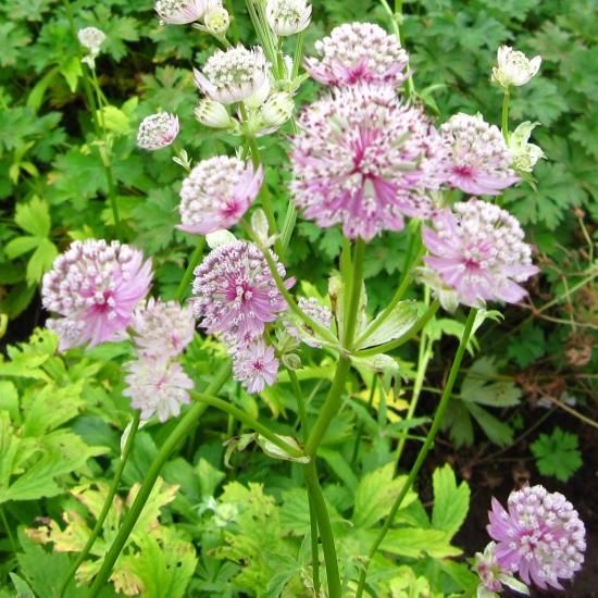 MICO　　花苗　アストランティア　ローマ　宿根草 楽天市場】アストランティア 'ローマ' : おぎはら植物園