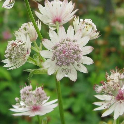 宿根草］アストランティア マヨール 'サニングデール バリエゲイテッド