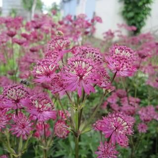 MICO　　花苗　アストランティア　ローマ　宿根草 宿根草 苗 アストランティア ローマ 10.5cmポット 切り花向け 耐寒性