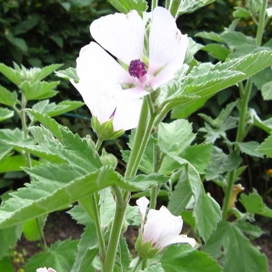 アルセア オフィシナリス マシュマロウ Althaea Officinalis 大森ガーデン アルセア オフィシナリス マシュマロウ Althaea Officinalis 大森ガーデン