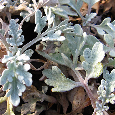 アルテミシア モリスストレイン Artemisia Stelleriana ｍori S Strain 大森ガーデン