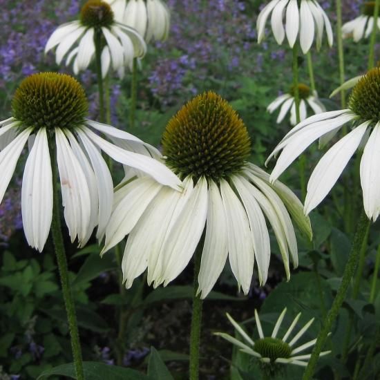 エキナセア プルプレア ホワイトスワン Echinacea Purpurea White Swan 大森ガーデン