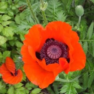 宿根草 】オリエンタルポピー｜大森ガーデン