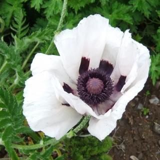 オリエンタルポピーなど　花苗 5140vVN9YRL._UF1000,1000_QL80_.jpg