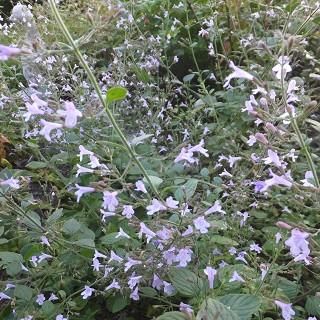 宿根草］カラミンサ ネペタ 'ブルークラウド'｜大森ガーデン