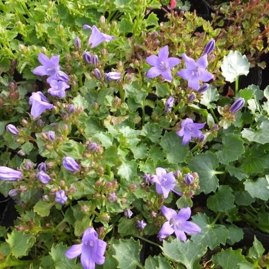 宿根草］カンパニュラ ポルテンスクラジアーナ 'ブルーマジック'｜大森