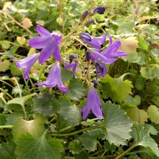 宿根草］カンパニュラ ポルテンスクラジアーナ 'ブルーマジック'｜大森
