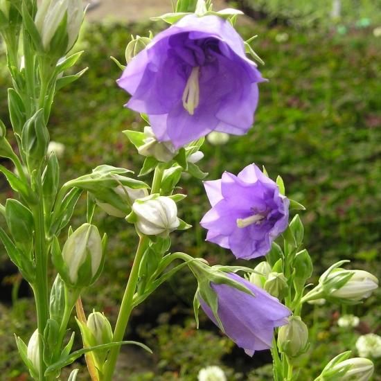 カンパニュラ パーシシフォリア ダブルブルー Campanula Persicifolia Double Blue 大森ガーデン カンパニュラ パーシシフォリア ダブルブルー Campanula Persicifolia Double Blue 大森ガーデン