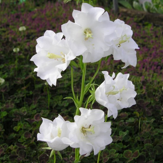 カンパニュラ パーシシフォリア ダブルホワイト Campanula Persicifolia Double White 大森ガーデン 通販サイト