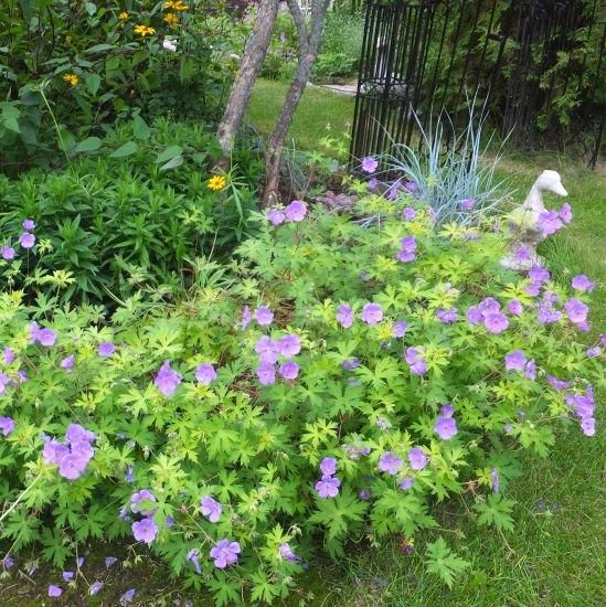 宿根草］ゲラニウム 'ブルーサンライズ'｜大森ガーデン