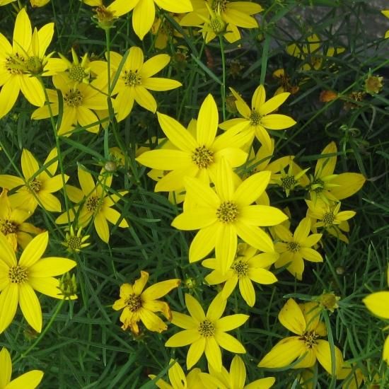 コレオプシス バーティシラータ ザグレブ イトバハルシャギク Coreopsis Verticillata Zagreb 大森ガーデン コレオプシス バーティシラータ ザグレブ イトバハルシャギク Coreopsis Verticillata Zagreb 大森ガーデン