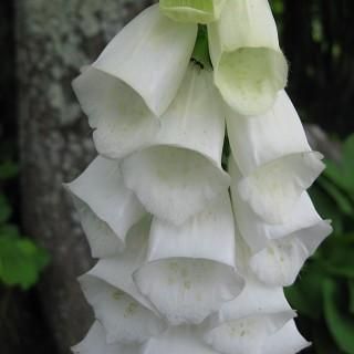 ジギタリス スノーシンブル Digitalis Purpurea Snow Timble 大森ガーデン ジギタリス スノーシンブル Digitalis Purpurea Snow Timble 大森ガーデン