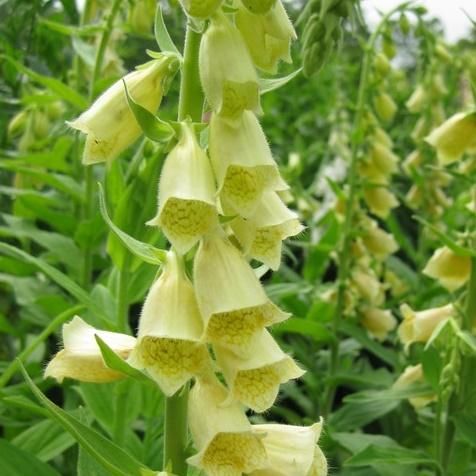 ジギタリス グランディフローラ Digitalis Grandiflora 大森ガーデン ジギタリス グランディフローラ Digitalis Grandiflora 大森ガーデン