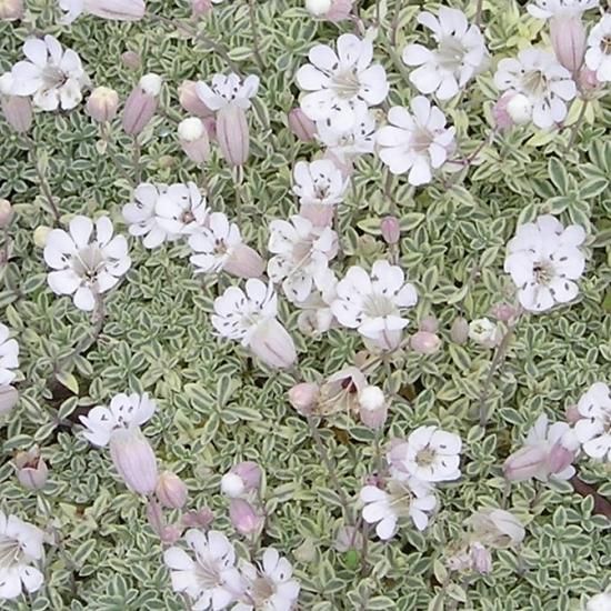 シレネ ユニフローラ ドゥルーエットバリエガータ Silene Uniflora Druett S Variegated 大森ガーデン 通販サイト