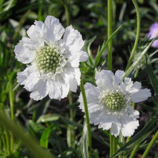 スカビオサ コウカシカ パーフェクタ アルバ Scabiosa Caucasia Perfecta Alba 大森ガーデン スカビオサ コウカシカ パーフェクタ アルバ Scabiosa Caucasia Perfecta Alba 大森ガーデン