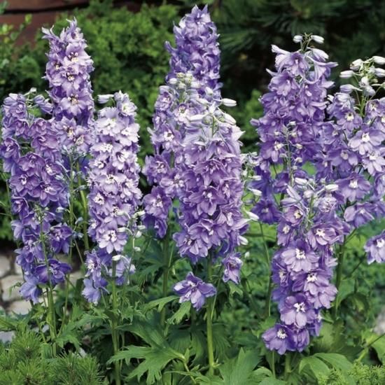 宿根草］デルフィニウム 'マジックファウンテン ラベンダー'｜大森ガーデン