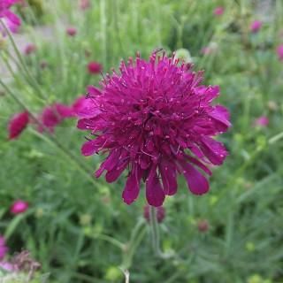 完売　　森で完全野生化！【朧月＊森村万年草】インドの可愛い鉢植え＊大小セットで！ 完売 森で完全野生化！【朧月＊森村万年草】インドの可愛い鉢植え