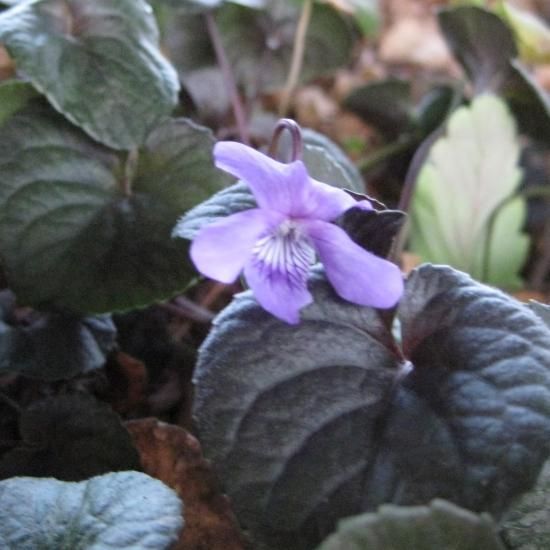 【確認用】ラブラドリカ ビオラ ラブラドリカ｜おぎはら植物園