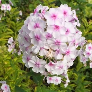 宿根草］フロックス パニキュラータ 'ピンクアイ'｜大森ガーデン