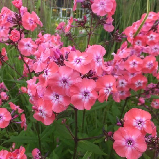 フロックス パニキュラータ ジュニオールダンス Phlox Paniculata Junior Dance 大森ガーデン フロックス パニキュラータ ジュニオールダンス Phlox Paniculata Junior Dance 大森ガーデン