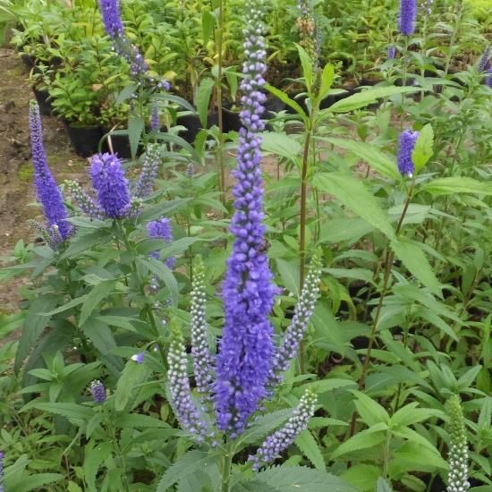 ベロニカ ブルーリーゼン Veronica Longifolia Blauriesin 大森ガーデン