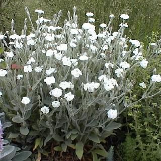 宿根草］リクニス コロナリア 'アルバ'｜大森ガーデン