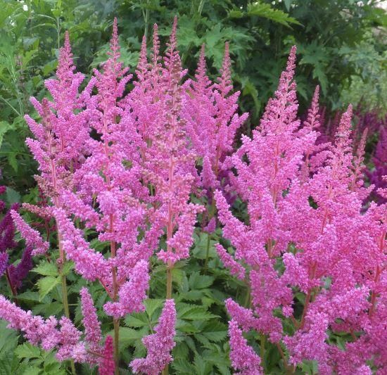 アスチルベ チネンシス ビジョンインピンク Astilbe Chinensis Vision In Pink 大森ガーデン