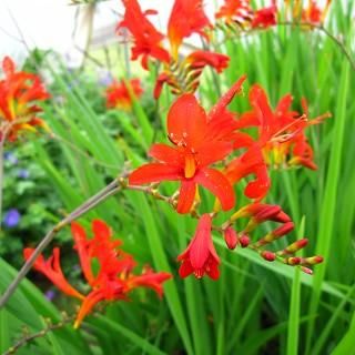 クロコスミア ルシファー Crocosmia X Crocosmiiflora Lucifer 大森ガーデン 通販サイト クロコスミア ルシファー Crocosmia X Crocosmiiflora Lucifer 大森ガーデン 通販サイト
